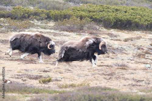 Muskox in Dovrefjell national park, Norway photo