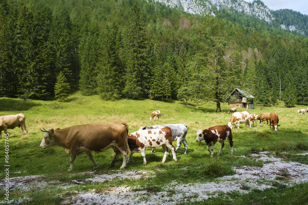 Cows in the valley