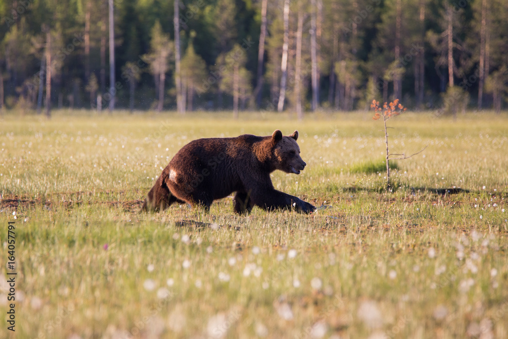 Bear in swamp Bear in swamp