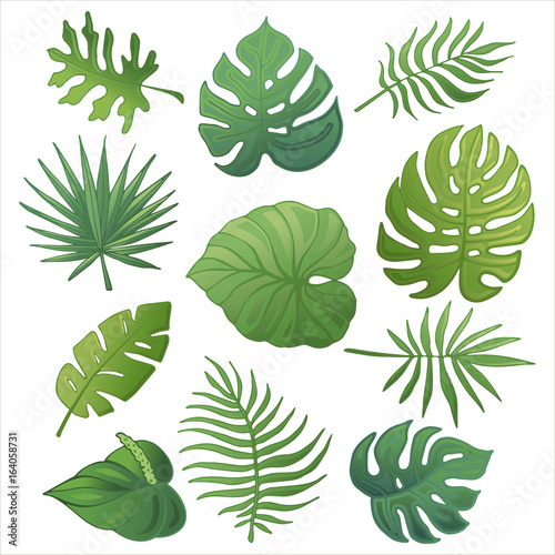 Trendy summer tropical palm leaves  jungle leaves_3