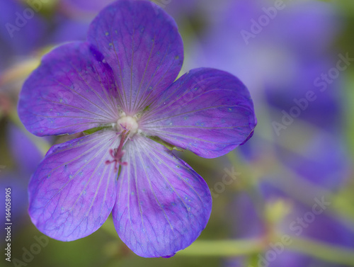 lilac blue
