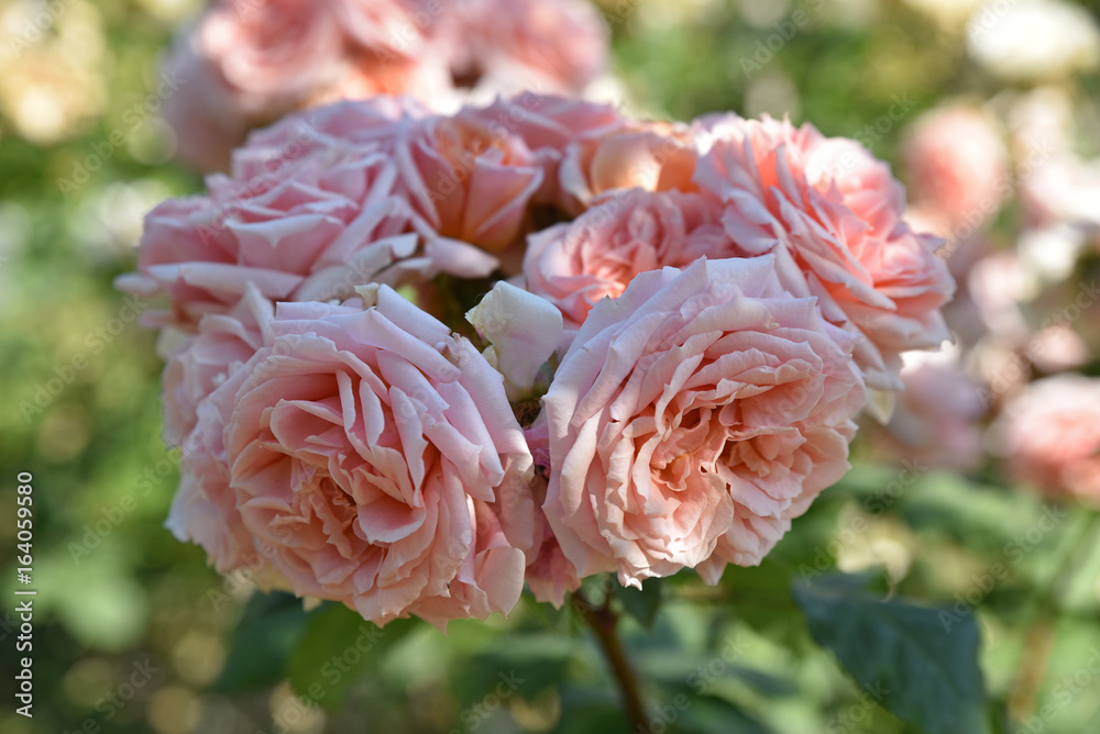 Rosier épanoui au printemps au jardin
Rosier épanoui au printemps au jardin