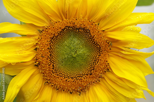 Sonnenblume 