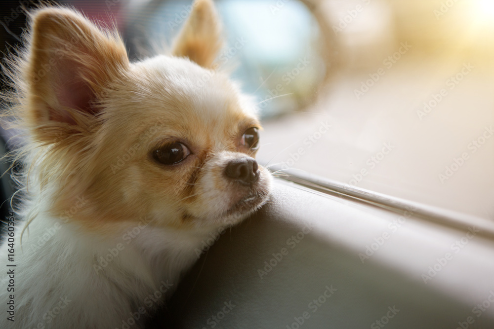 Chiwawa waiting for owner at the window