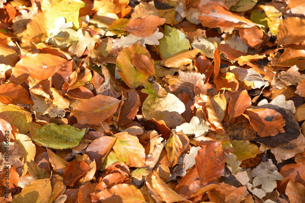 Leaves in colorful Atumn Leaves in colorful Atumn