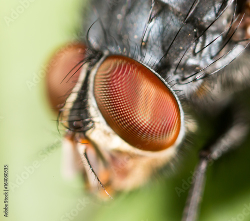 Portrait of a fly in nature. © schankz