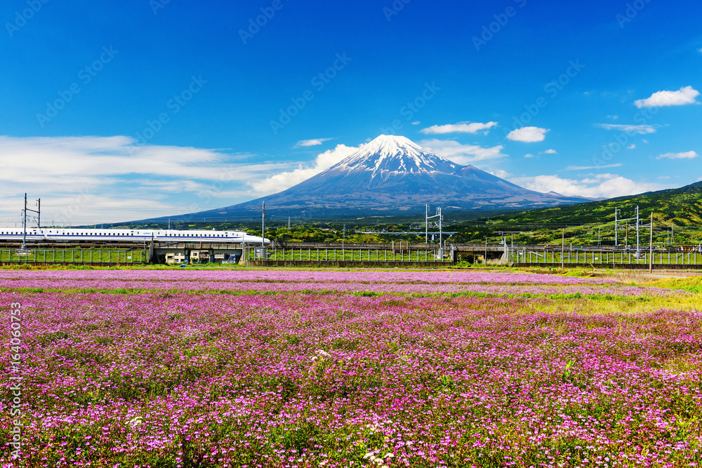 Obraz premium Shinkansen with Mt. Fuji and Shibazakura