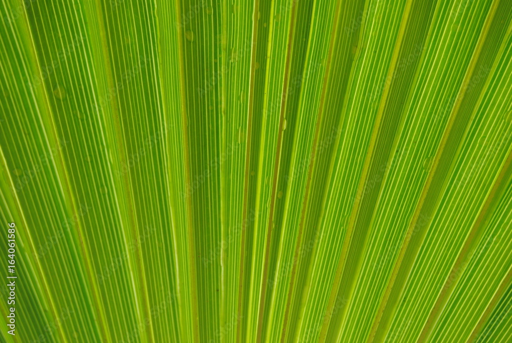 Palm1