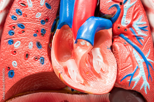 Close-up of Internal organs dummy on white background. Human anatomy model. Heart Anatomy Internal. photo