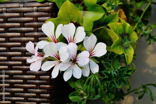Fototapeta Naklejka Na Ścianę i Meble -  Pelargonia bluszczolistna