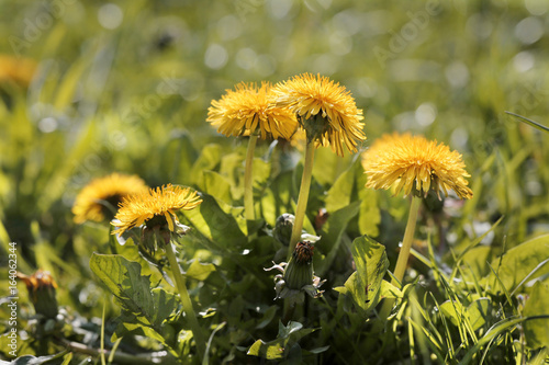 L  wenzahn  Taraxacum officinale 