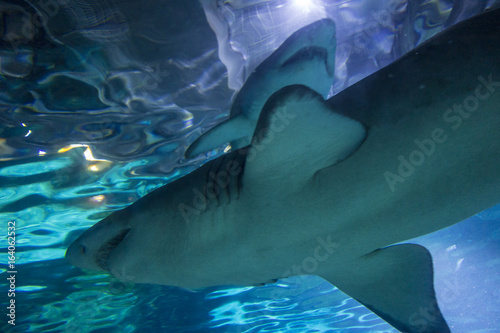 2 Sand Tiger Shark Carcharias taurus   dangerous fish floating in special tank.