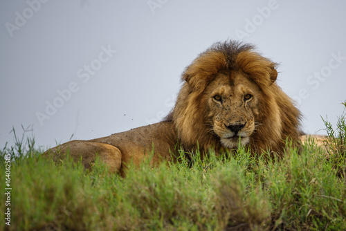 Lion tanzania serengeti Panthera leo 
