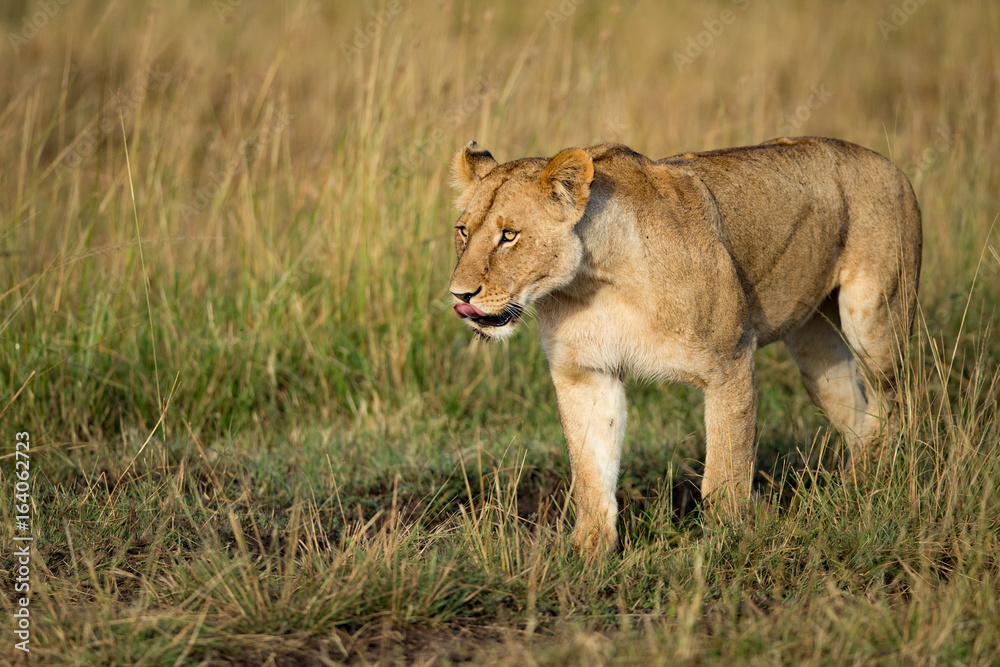 Lion tanzania serengeti(Panthera leo) Lion tanzania serengeti(Panthera leo)