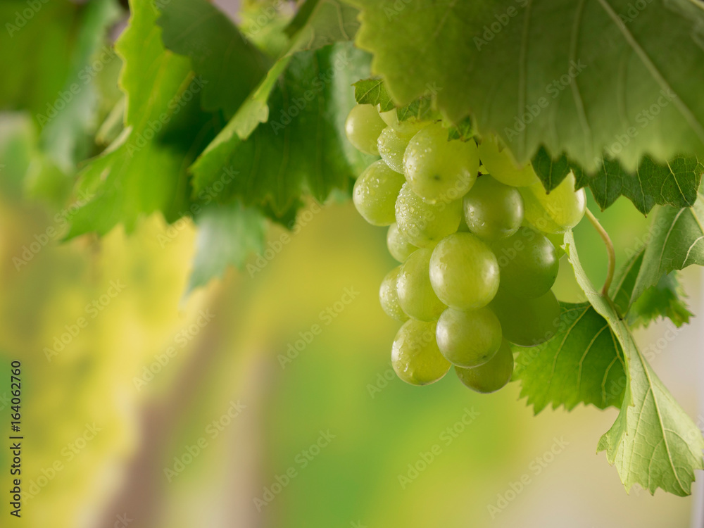 Green ripe grapes with dewdrops and vine leaves in a vineyard on a sunny harvest day