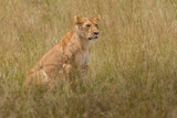 Lion tanzania serengeti(Panthera leo)