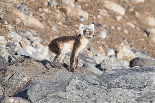 polar fox Vulpes lagopus 