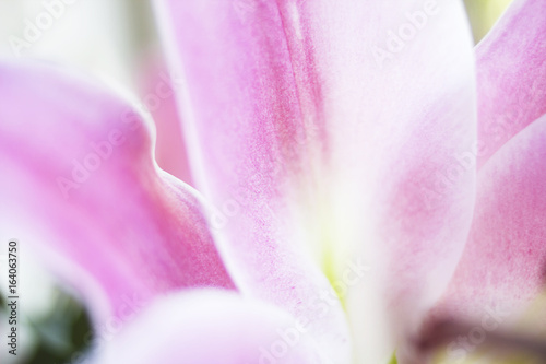 Abstract Macro Detail of Pink Flower