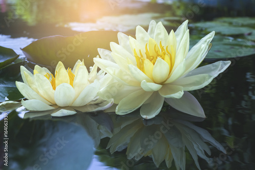 Fototapeta Naklejka Na Ścianę i Meble -  Good morning with beautiful lotus flower.