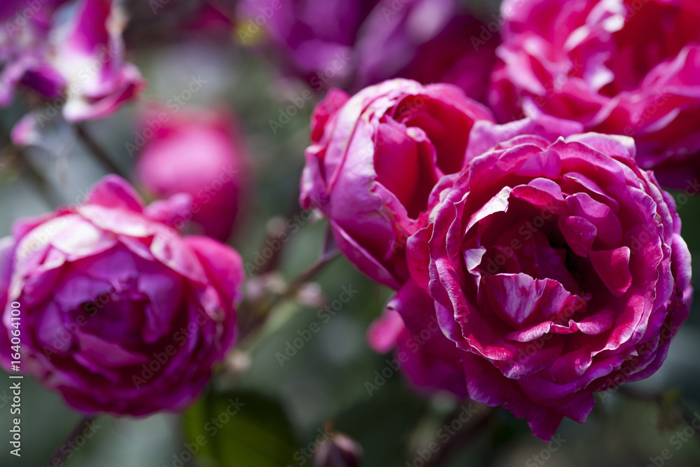 purple pink rose closeup background, floral backdrop, summer time beautiful wallpaper purple pink rose closeup background, floral backdrop, summer time beautiful wallpaper