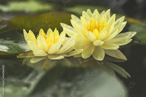 Fototapeta Naklejka Na Ścianę i Meble -  Good morning to the beautiful lotus in the pond. Background, wallpaper.