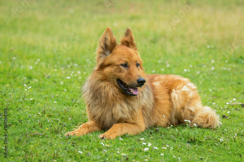 Fototapeta Naklejka Na Ścianę i Meble -  Altdeutscher Hütehund (Harzer Fuchs)