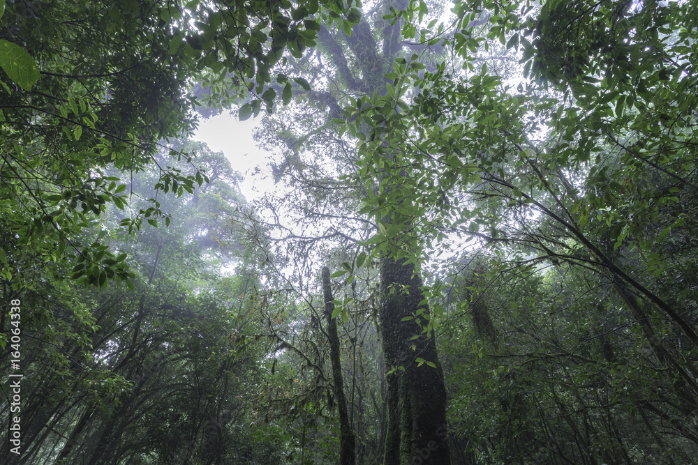 Naklejka premium The natural beautiful scenery of rain forest in northern Thailand.