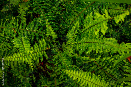 Fresh green fern leaves
