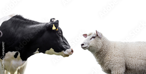  Cow and sheep on a white background