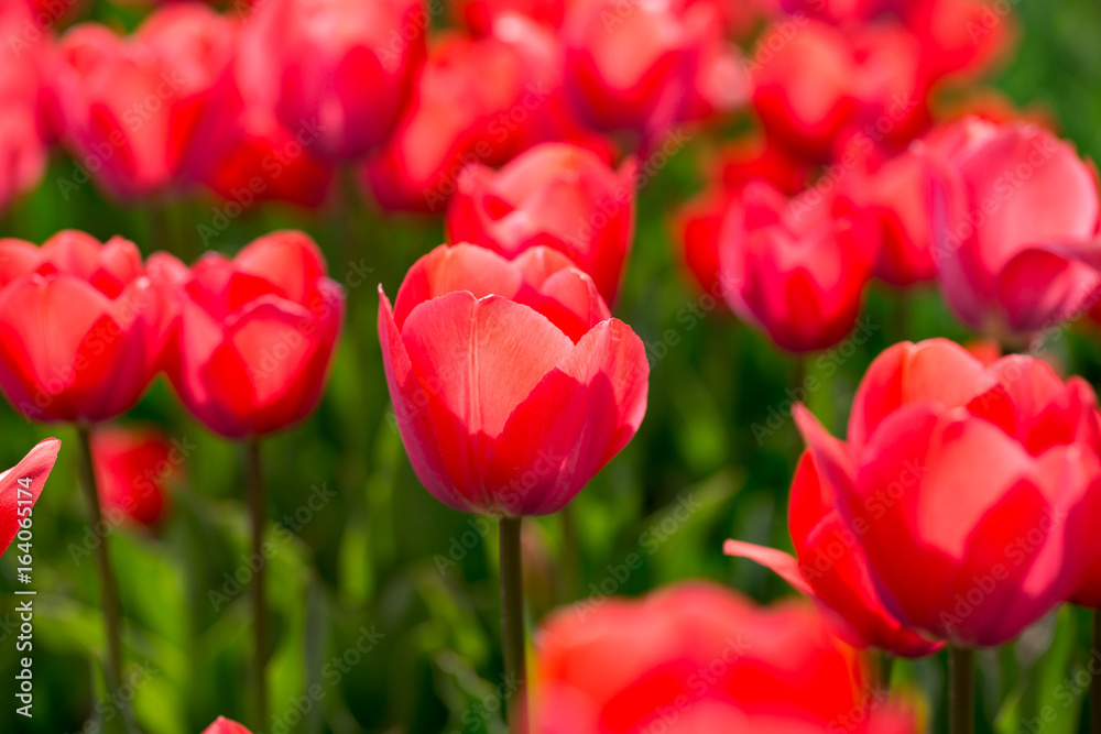 Beautiful red tulips in nature Beautiful red tulips in nature