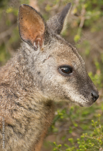 Wallaby Portrait - Profile