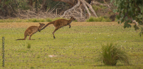 Jumping couple of kangaroos