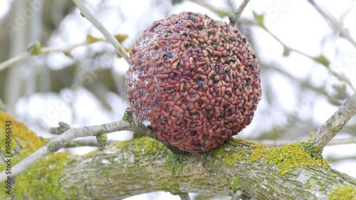 A big dried fruit of an osage apple on a branch of a frozen tree in a park in the winter. The branch is covered with green lichen photo