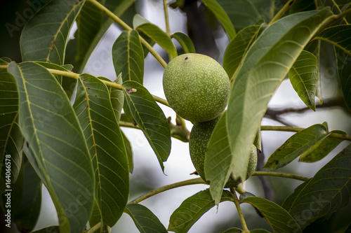 Green walnut yaoung fruits ripening on the tree with leaves