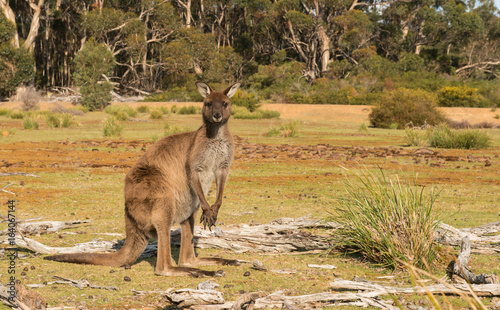 Seated Kangaroo in Kangaroo Island