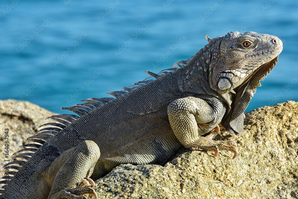 Iguana