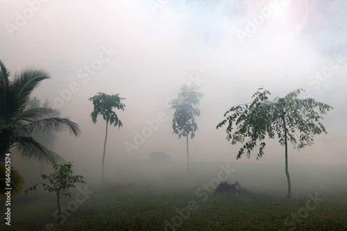 Trees with fog and smoke in the garden. 