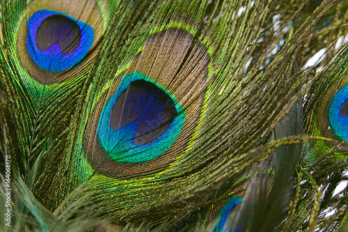 peacock feather closeup with soft focus and shallow depth of field. details of peacock feather texture. photo