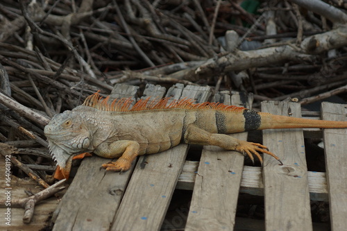 Iguana Lassagna photo