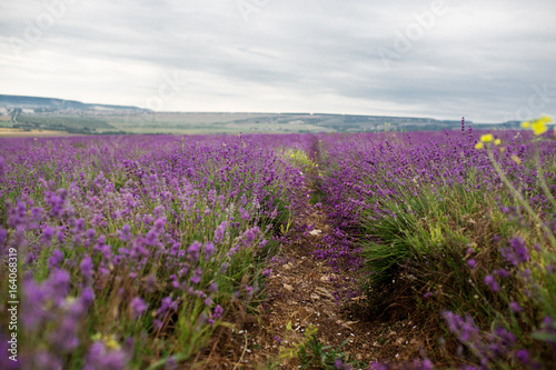 Lavender field in the summer in Crimea