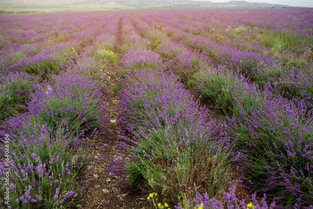 Obraz premium Lavender field in the summer in Crimea