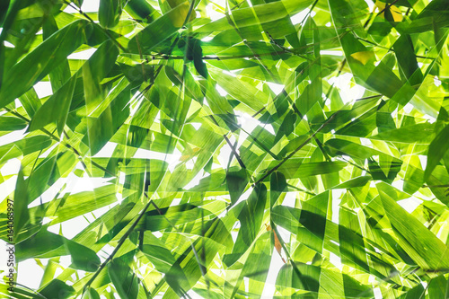 Fototapeta Zielony bambusowy liścia wzór na białym tle