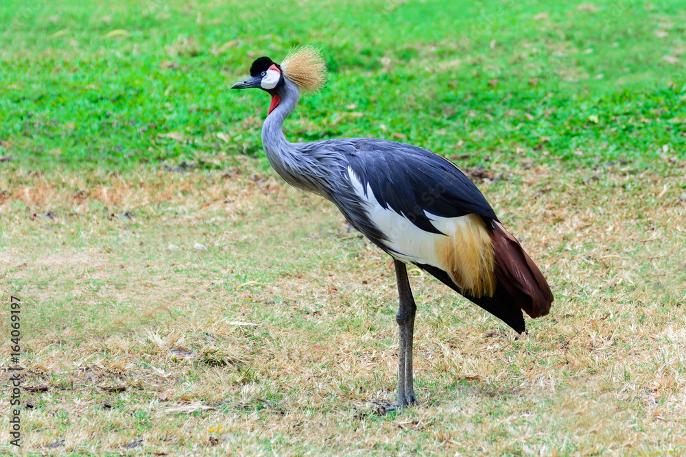 Fototapeta premium Grey crowned crane.