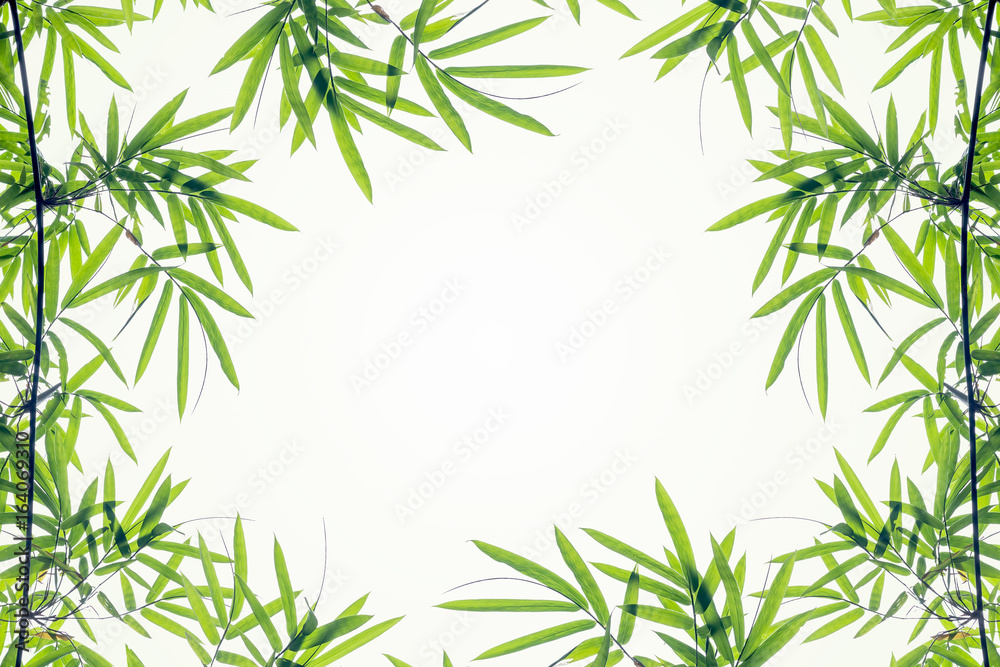 Fototapeta premium Bamboo leaves frame isolated on white background
