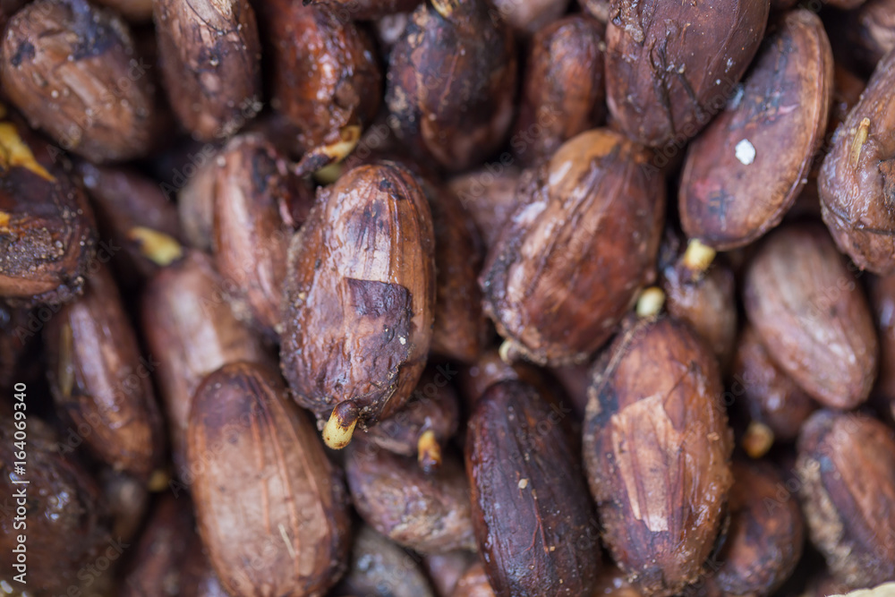 Cocoa seed sprouting background Cocoa seed sprouting background