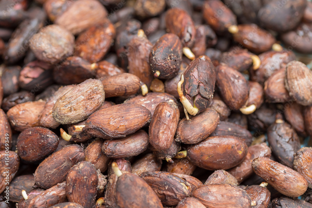Cocoa seed sprouting background Cocoa seed sprouting background