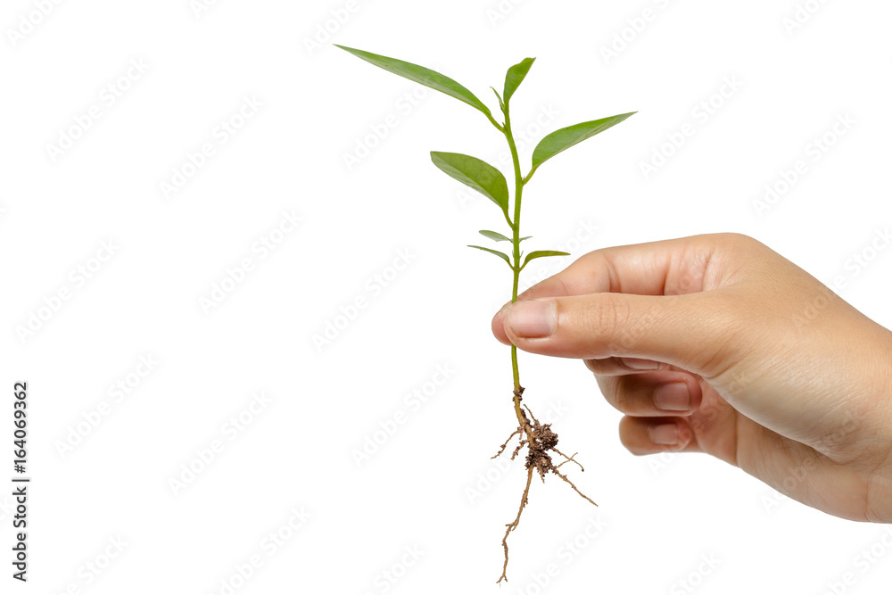Hands holding a young plant in soil isolated on white background Hands holding a young plant in soil isolated on white background