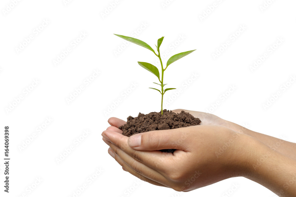 Hands holding a young plant in soil isolated on white background Hands holding a young plant in soil isolated on white background