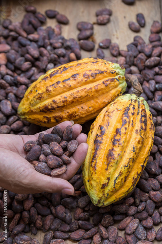 Ripe cocoa pod and dried cocoa seed in hand