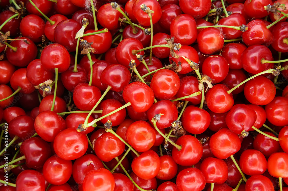 bunch of ripe juicy red cherries . cherry background bunch of ripe juicy red cherries . cherry background